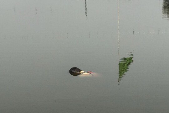 रांची के बड़ा तालाब से महिला का शव हुआ बरामद
