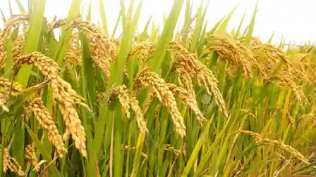 धान किसानों को बड़ी राहत! झारखंड सरकार देगी MSP से ऊपर 81 रुपये/क्विंटल बोनस