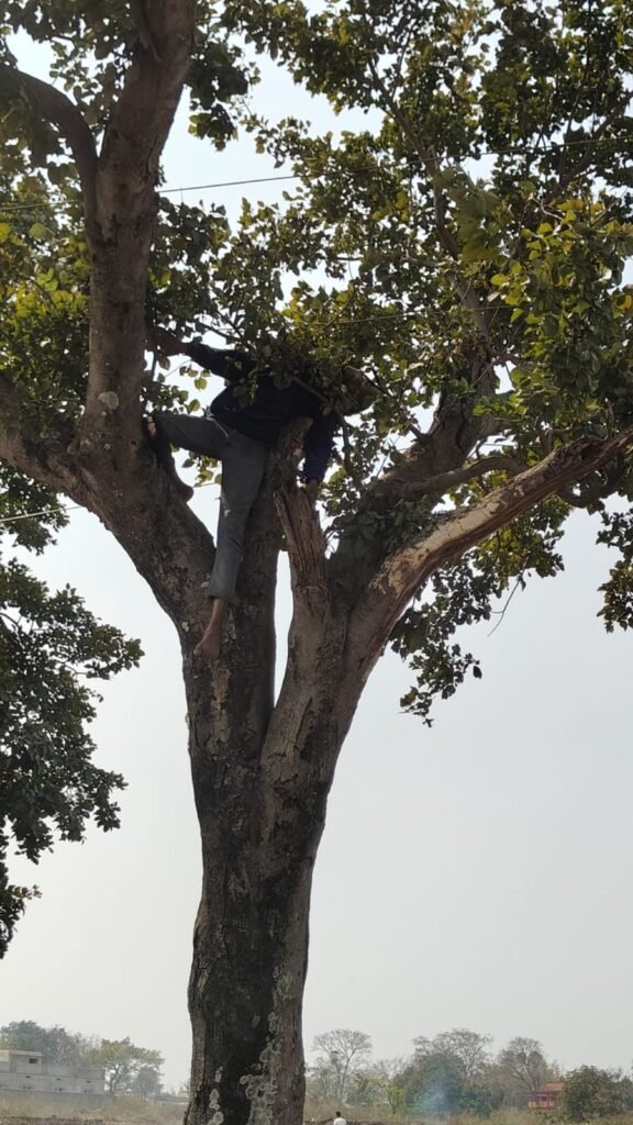 बुढ़मू में हृदयविदारक हादसा: दातुन तोड़ने पेड़ पर चढ़ा युवक 11 हजार वोल्ट करंट से झुलसा, मौके पर मौत