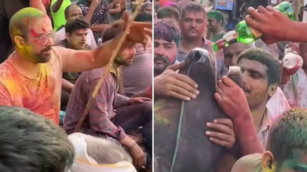 होली के नाम पर हैवानियत! हरियाणा में भैंस के साथ अमानवीय हरकत, वीडियो वायरल